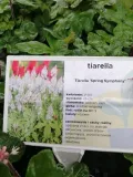 tiarella-spring-symphony-do-cienia-rodzaj-rosliny-inny