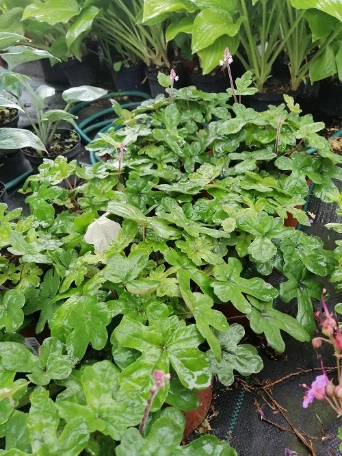 tiarella-spring-symphony-do-cienia-rodzaj-rosliny-inny