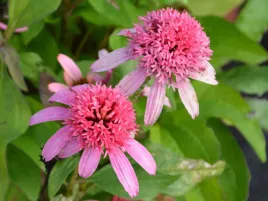 jezowka-butterfly-kisses-sadzonka-p9-pelna-rozowa-urocze-kwiaty