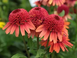 jezowka-carrot-cake-sadzonka-p9-pomaranczowe-kwiaty-bylina-do-ogrodu