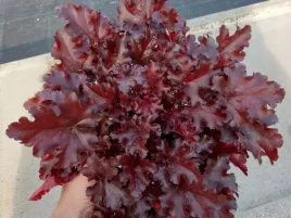 zurawka-bordowe-liscie-cherry-truffles-bylina-wieloletnia-sadzonka-p9