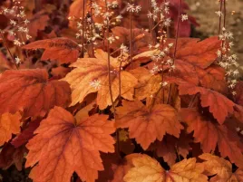 zuraweczka-pomaranczowe-liscie-bylina-ozdobna-sweet-tea-sadzonka-p9
