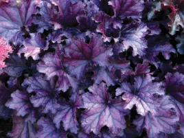 zurawka-heuchera-forever-purple-p9-mocny-fiolet-sadzonka