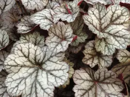 zurawka-glitter-srebrzysta-z-czarnymi-zylkami-kolorowa-bylina-p9