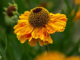 dzielzan-ogrodowy-carmen-sadzonka-p9-zolto-pomaranczowe-kwiaty-do-ogrodu