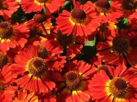 dzielzan-ogrodowy-mariachi-salsa-p9-czerwony-kwiaty-do-ogrodu