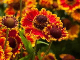 dzielzan-ogrodowy-mariachi-fuego-sadzonka-p9-jesienne-kwiaty