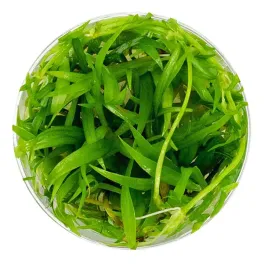 invitro-maly-kubek-eco-plant-echinodorus-magdalensis