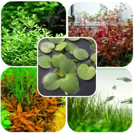 zestaw-roslin-latwych-w-hodowli-eco-plant-easy-set-4-1