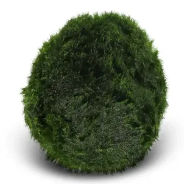 eco-plant-marimo-ball-moss-galezatka-5-7cm