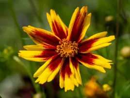 nachylek-wielkokwiatowy-golden-stardust-sadzonka-p9-zolto-czerwony