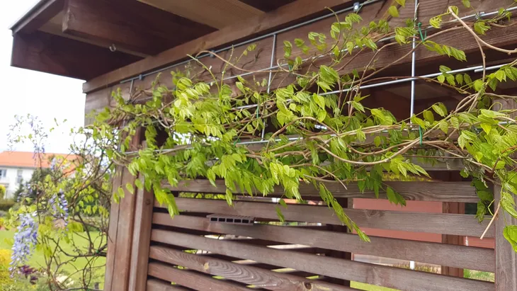 pergola-ogrodowa-tarasowa-do-roz-podpora-drabinka-kratka-do-rozy-bluszczu-kod-producenta-dr36150