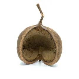 biogecko-nut-orzech-kryjowka-dla-gekona
