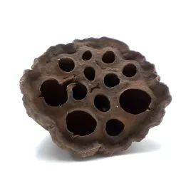 biolotus-mini-lotos-suszony-dekoracja-2-5cm