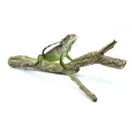 biobranch-80cm-galaz-debu-korkowego-prosta-lub-rozgaleziona