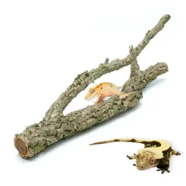 biobranch-40cm-galaz-debu-korkowego-prosta-lub-rozgaleziona