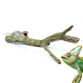 biobranch-50cm-galaz-debu-korkowego-prosta-lub-rozgaleziona