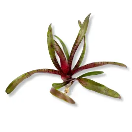 neoregelia-ampullacea-purpurea-zywa-roslina-do-terrarium