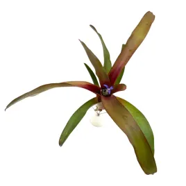 neoregelia-astra-zywa-roslina-do-terrarium