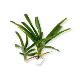 neoregelia-narziss-zywa-roslina-do-terrarium