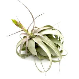 tillandsia-xerographica-oplatwa-zywa-roslina-do-terrarium
