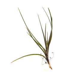 tillandsia-albertiana-oplatwa-zywa-roslina-do-terrarium