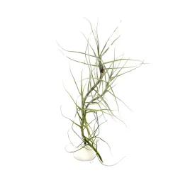 tillandsia-caerulea-branched-oplatwa-zywa-roslina-do-terrarium