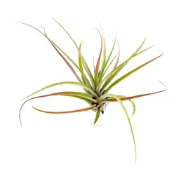 tillandsia-capitata-var-peach-oplatwa-zywa-roslina-do-terrarium