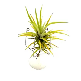 tillandsia-neglecta-oplatwa-zywa-roslina-do-terrarium