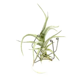 tillandsia-albida-oplatwa-zywa-roslina-do-terrarium