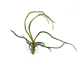 tillandsia-bulbosa-oplatwa-zywa-roslina-do-terrarium