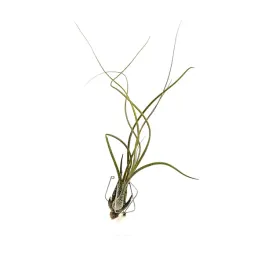 tillandsia-butzii-oplatwa-zywa-roslina-do-terrarium