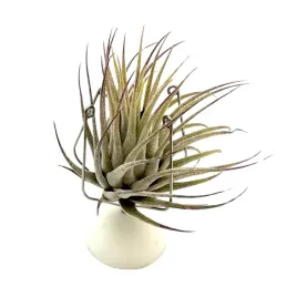 tillandsia-ionantha-var-ionantha-oplatwa-zywa-roslina-do-terrarium