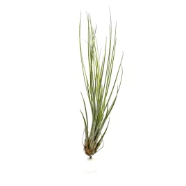 tillandsia-juncifolia-oplatwa-zywa-roslina-do-terrarium