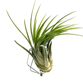tillandsia-kolbii-ion-scaposa-oplatwa-zywa-roslina-do-terrarium