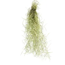 tillandsia-usneoides-s-oplatwa-brodaczkowa-zywa-roslina-do-terrarium