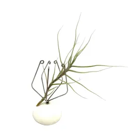 tillandsia-caerulea-mini-oplatwa-zywa-roslina-do-terrarium