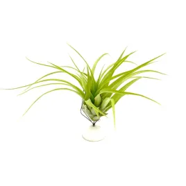 tillandsia-brachycaulos-abdida-oplatwa-zywa-roslina-do-terrarium
