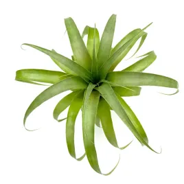 tillandsia-samantha-oplatwa-zywa-roslina-do-terrarium