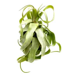 tillandsia-streptophylla-oplatwa-zywa-roslina-do-terrarium