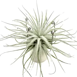 tillandsia-tectorum-var-snow-oplatwa-omszona-snow-zywa-roslina