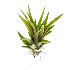 tillandsia-brachycaulos-multiflora-oplatwa-zywa-roslina-do-terrarium