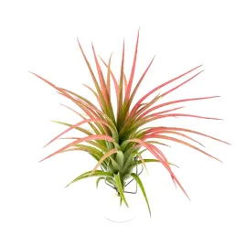tillandsia-victoria-red-splendor-oplatwa-zywa-roslina-do-terrarium