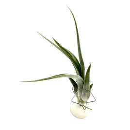 tillandsia-circinata-oplatwa-zywa-roslina-do-terrarium