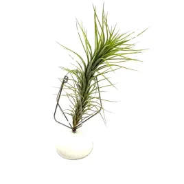 tillandsia-funckiana-single-oplatwa-zywa-roslina-do-terrarium
