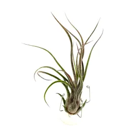 tillandsia-pruinosa-oplatwa-zywa-roslina-do-terrarium