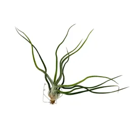 tillandsia-showtime-oplatwa-zywa-roslina-do-terrarium