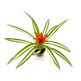 guzmania-ice-cream-zywa-roslina-do-terrarium