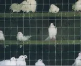 siatka-zgrzewana-hodowlana-2xocynk-19mm-05x25m-kod-producenta-272606