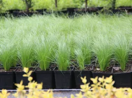 ostnica-cieniutka-ponytails-stipa-tenuissima-p9